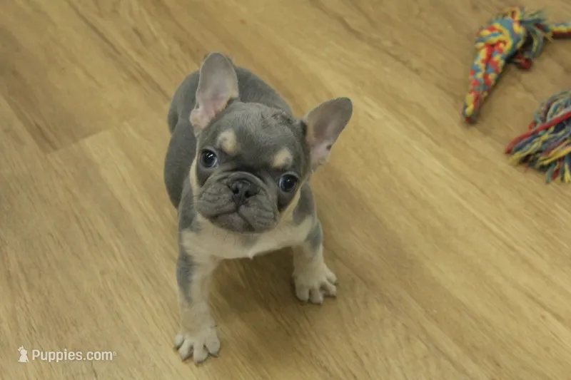 Fred – French Bulldog puppy for sale in Hickory, NC
