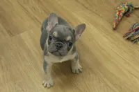 Fred, a male French Bulldog for sale in Hickory, NC – 1 of 8