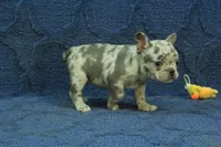 Vivian, a female French Bulldog for sale in Hickory, NC – 6 of 10