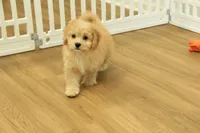 Golden Boy, a male Cavachon for sale in Hickory, NC – 5 of 10