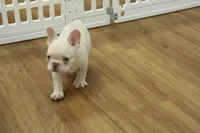 Cowboy, a male French Bulldog for sale in Hickory, NC – 8 of 10