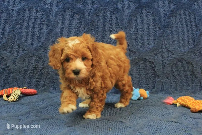 Patches – Cavapoo, Poodle - Toy  puppy for sale in Hickory, NC