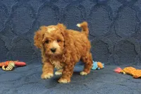 Patches, a male Cavapoo and Poodle - Toy  for sale in Hickory, NC – 1 of 10