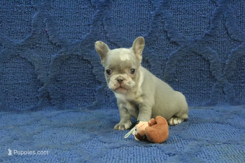 Claire – French Bulldog puppy for sale in Hickory, NC