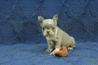 Claire, a female French Bulldog for sale in Hickory, NC – 1 of 10