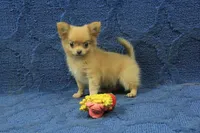 Beanie, a male Chihuahua for sale in Hickory, NC – 4 of 10