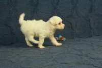 Callie, a female Maltipoo for sale in Hickory, NC – 4 of 9