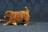 Patches, a male Cavapoo and Poodle - Toy  for sale in Hickory, NC – 5 of 10