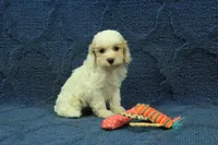 Violet F1B, a female Cavapoo for sale in Hickory, NC – 5 of 9