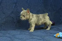 Jay, a male French Bulldog for sale in Hickory, NC – 3 of 9
