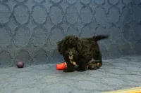Oreo, a male Cavachon for sale in Hickory, NC – 9 of 10