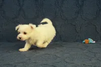 Casper, a male Maltipoo for sale in Hickory, NC – 6 of 10