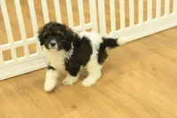Scout, a male Cavapoo for sale in Hickory, NC – 7 of 10