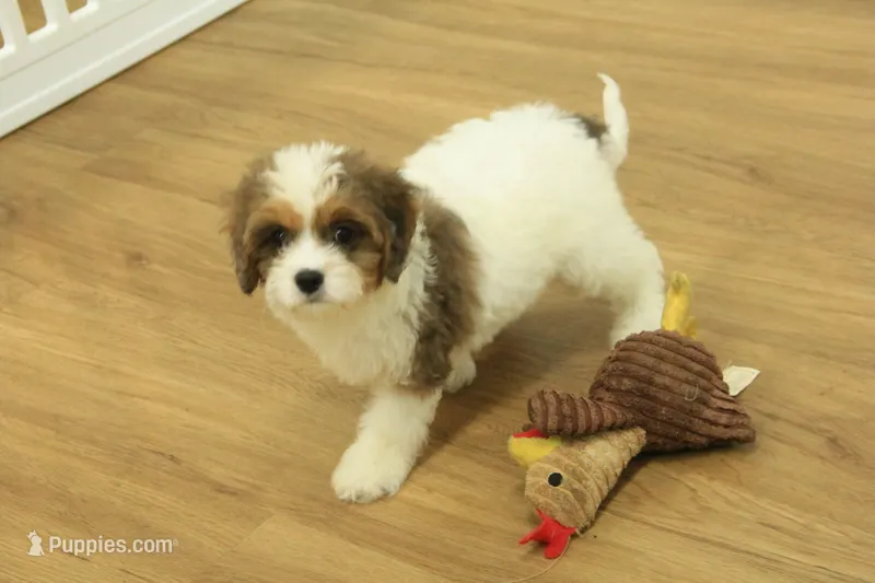 Scooter – Cavapoo puppy for sale in Hickory, NC