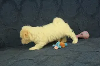 Scott, a male Maltipoo for sale in Hickory, NC – 10 of 10