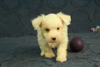 Colby, a male Maltipoo for sale in Hickory, NC – 6 of 10