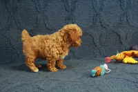Gemma, a female Poodle - Toy  for sale in Hickory, NC – 8 of 10