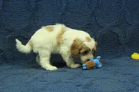 Madelyn F1B, a female Cavapoo for sale in Hickory, NC – 5 of 9