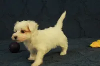 Cupcake, a female Maltipoo for sale in Hickory, NC – 4 of 10