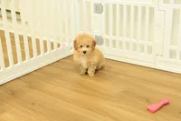 Gunner, a male Poodle - Toy  for sale in Hickory, NC – 5 of 10
