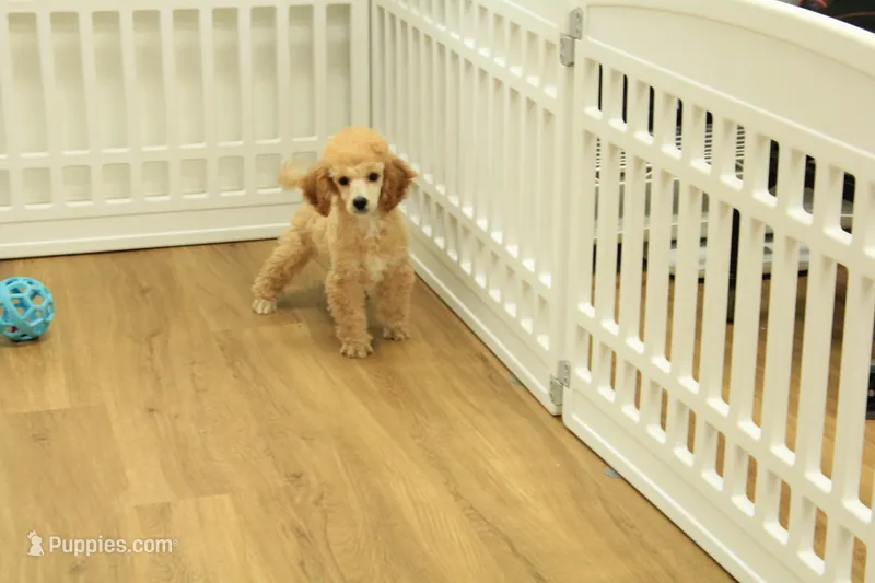 Annie – Poodle - Toy  puppy for sale in Hickory, NC