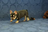 Wilma Chocolate & Tan, a female French Bulldog for sale in Hickory, NC – 9 of 10