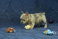 Jay, a male French Bulldog for sale in Hickory, NC – 5 of 9