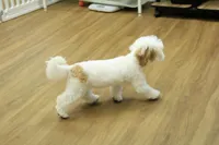 Camila, a female Bichon Frise and Maltipoo for sale in Hickory, NC – 10 of 10