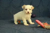 Cassidy, a female Maltipoo for sale in Hickory, NC – 3 of 10