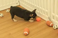 Wilma, a female French Bulldog for sale in Hickory, NC – 8 of 10