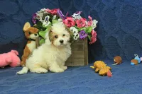 Rocky, a male Cavachon for sale in Hickory, NC – 1 of 10