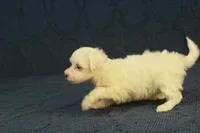 Callie, a female Maltipoo for sale in Hickory, NC – 7 of 9