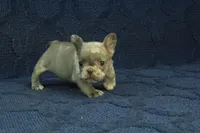 Claire, a female French Bulldog for sale in Hickory, NC – 6 of 10