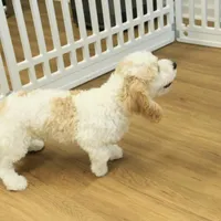 Sam Neutered, a male Cavachon for sale in Hickory, NC – Photo 2 of 10