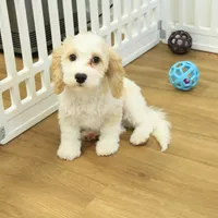 Sam Neutered, a male Cavachon for sale in Hickory, NC – Photo 8 of 10