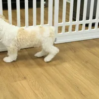 Sam Neutered, a male Cavachon for sale in Hickory, NC – Photo 10 of 10
