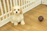 processed/478e0625-a61e-4667-8eb8-9f62e754dc14/listing/c8dcbc8f-4cb0-4b46-83fe-51d227c5c780/648b9532-16a4-4ebc-aa02-7b8058bdf2de