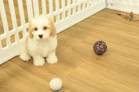 processed/478e0625-a61e-4667-8eb8-9f62e754dc14/listing/c8dcbc8f-4cb0-4b46-83fe-51d227c5c780/8f5898cf-46da-4263-b63b-f9f2f8518159