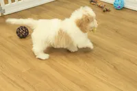 processed/478e0625-a61e-4667-8eb8-9f62e754dc14/listing/c8dcbc8f-4cb0-4b46-83fe-51d227c5c780/d681142c-1d3f-4156-930f-e7602b28e374