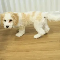 Sam Neutered, a male Cavachon for sale in Hickory, NC – Photo 4 of 10