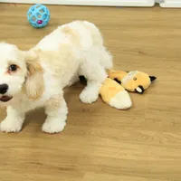 Sam Neutered, a male Cavachon for sale in Hickory, NC – Photo 9 of 10