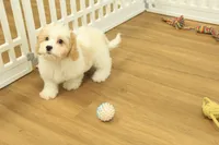 processed/478e0625-a61e-4667-8eb8-9f62e754dc14/listing/c8dcbc8f-4cb0-4b46-83fe-51d227c5c780/eb34ba9b-6ace-4e9b-acae-b597f82a39bc