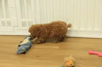 Tucker, a male Poodle - Toy  for sale in Hickory, NC – 8 of 10