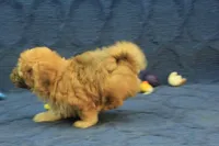 Skylar, a male Maltipoo for sale in Hickory, NC – 8 of 10