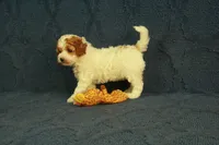 Popcorn, a female Cavapoo and Poodle - Toy  for sale in Hickory, NC – 3 of 8