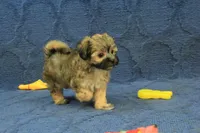 Suri, a female Maltipoo for sale in Hickory, NC – 2 of 9