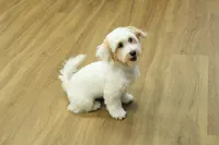 Cupcake, a female Bichon Frise and Maltipoo for sale in Hickory, NC – 7 of 10