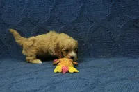 Levi F1B, a male Cavapoo for sale in Hickory, NC – 3 of 10