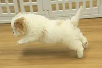 Kyle, a male Cavachon for sale in Hickory, NC – Photo 3 of 10