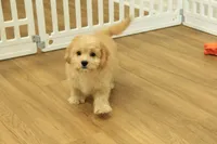 Golden Boy, a male Cavachon for sale in Hickory, NC – 7 of 10